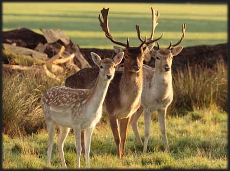 Area of New Forest Heathland