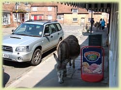 A donkey stops by the Post Office