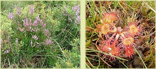 Bog myrtle and sundew