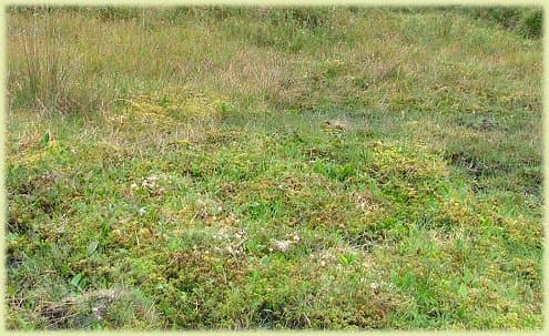 Boggy underfoot, but no surface water