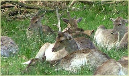 Fallow deer at Bolderwood deer sanctuary