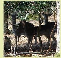 Deer Watching