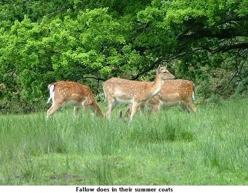 fallow deer delineation