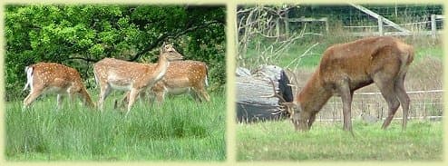 Fallow and Red deer at Bolderwood and Burley
