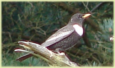 A rare Ring Ouzel sighting in the New Forest