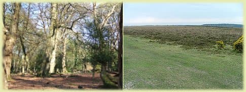 Ancient & Ornamental Woodlands and open heathland of the New Forest