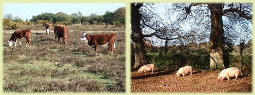 Cattle and pigs on the New Forest