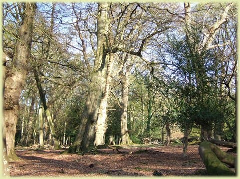 An area of Ancient and Ornamental Woodland in the New Forest