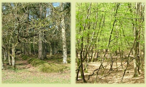 Enclosure bank and coppiced trees