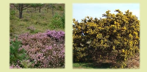 Heather and gorse in flower