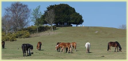 Commoners ponies graze on the Open Forest