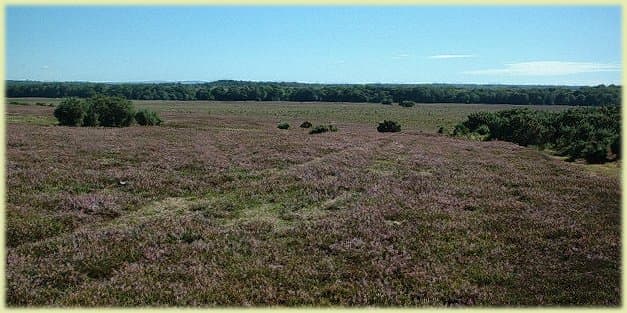 Area of New Forest Heathland