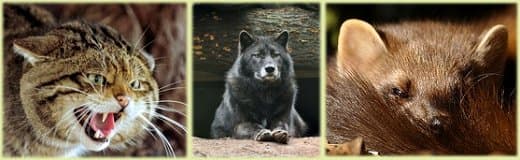 Scottish wildcat, pine marten and wolf