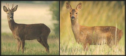 Roe deer
