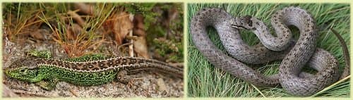 Sand lizards and smooth snakes both inhabit New Forest heathlands