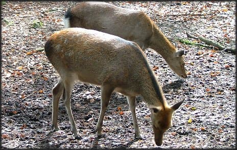 Sika deer