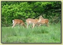 Fallow deer at Bolderwood deer sanctuary