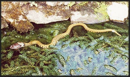 Grass snake eats a frog