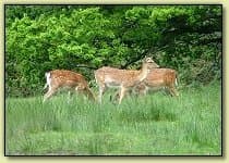 Bolderwood Deer Sanctuary Attractions