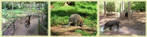 Deer Wallaby Boar