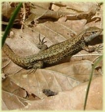 New Forest Common Lizard