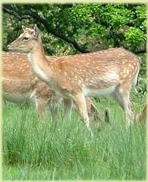 New Forest Wildlife | New Forest National Park New Forest Wildlife | New Forest National Park