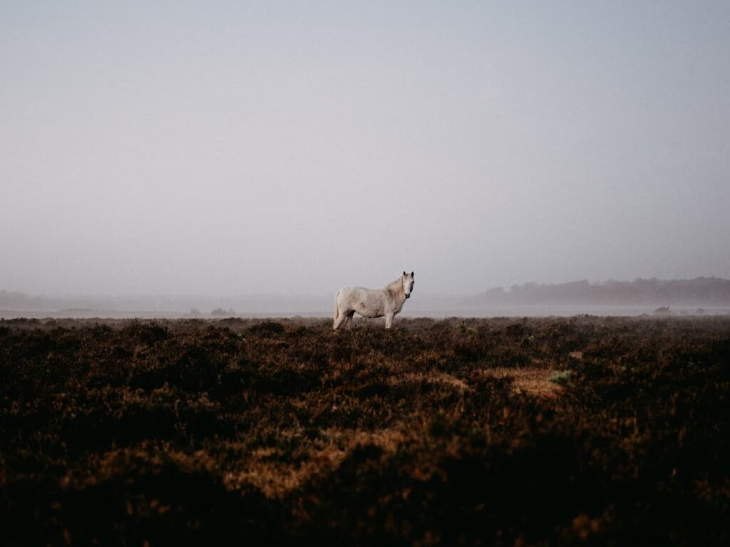 New Forest National Park Pony