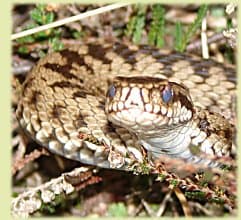 New Forest walks Adder Snake