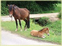 New Forest walks Pony