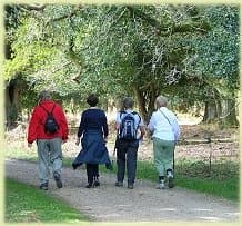 New Forest walks