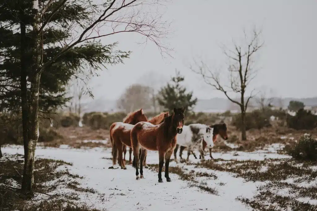 The Ponies of New Forest