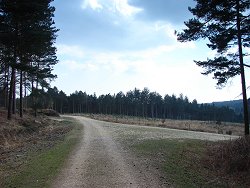 Acres Down walk Clearing