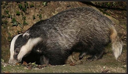 Eurasian Badger fact file