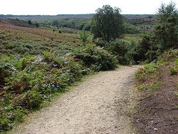Burley walk Down Hill Track