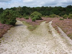 Burley walk Heather Fork