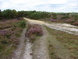 Burley walk Heather