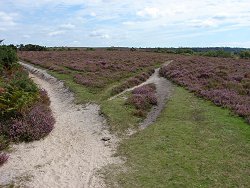 Burley walk Path Fork