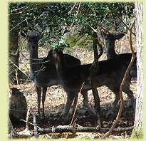 Deer watching in New Forest