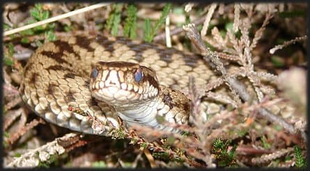 European adder