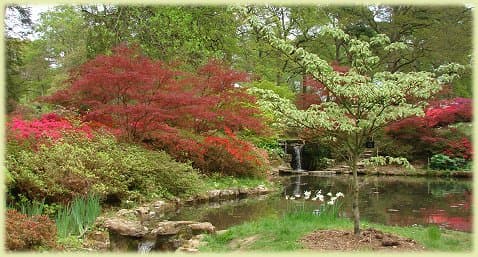 Exbury Gardens azalea bowl