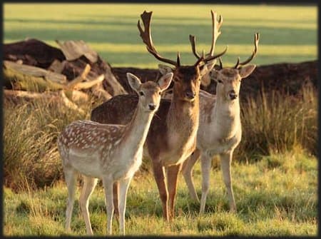 Fallow Deer Fact File