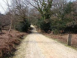 Fritham walk Main Track