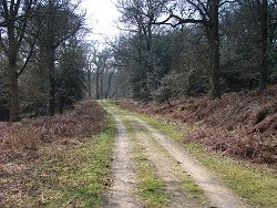 Fritham walk Narrow Track