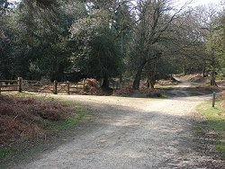 Fritham walk Small Hill