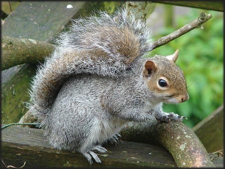 Grey Squirrel fact file