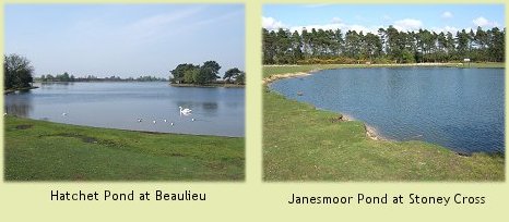 Hatchet And Janesmoor Ponds