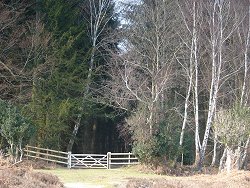 Holm Hill walk 5-bar Wooden Gate