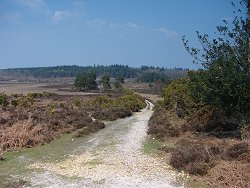 Holm Hill walk Cross Road