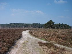 Holm Hill walk Defined Track