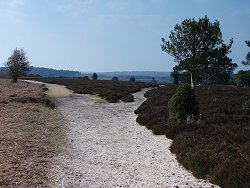 Holm Hill walk Downhill Track